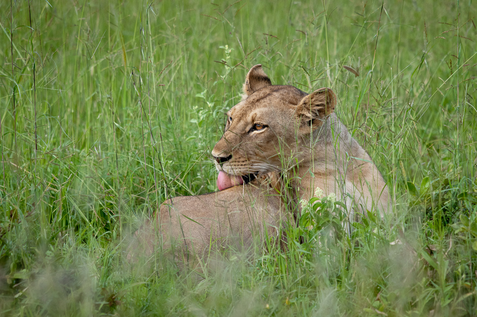  Lwica Przyroda Nikon D300 Sigma APO 500mm f/4.5 DG/HSM Tanzania 0 dzikiej przyrody łąka ekosystem Lew fauna trawa pustynia ssak zwierzę lądowe masajski lew