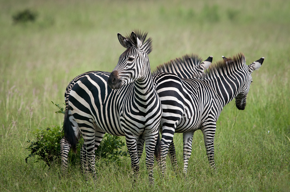  Zebry Przyroda Nikon D300 Sigma APO 500mm f/4.5 DG/HSM Tanzania 0 dzikiej przyrody zebra łąka zwierzę lądowe ekosystem fauna trawa pustynia sawanna pasący się