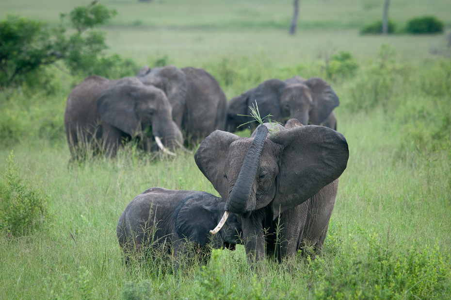  Słonie Przyroda Nikon D300 Sigma APO 500mm f/4.5 DG/HSM Tanzania 0 słoń słonie i mamuty dzikiej przyrody zwierzę lądowe łąka słoń indyjski trawa rezerwat przyrody fauna pustynia