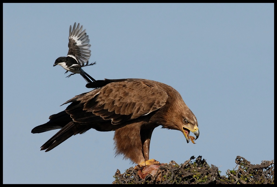  Orzeł sawannowy Ptaki orzel ptaki Nikon D200 Sigma APO 500mm f/4.5 DG/HSM Kenia 0 ptak ptak drapieżny orzeł fauna accipitriformes ekosystem dziób jastrząb dzikiej przyrody myszołów