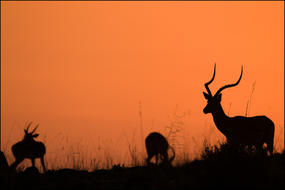  Wschód słońca nad Masai Marą Krajobraz Nikon D300 Sigma APO 500mm f/4.5 DG/HSM Kenia 0 dzikiej przyrody jeleń fauna niebo sylwetka antylopa łopata wschód słońca trawa ecoregion