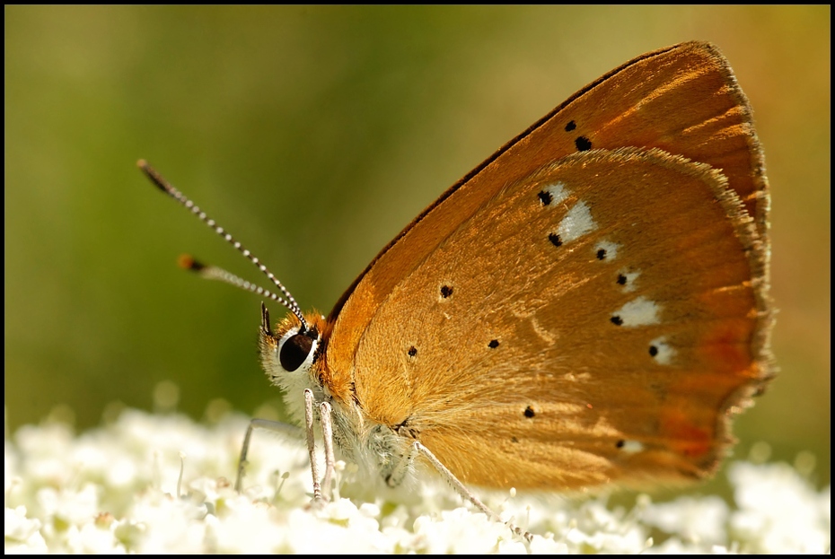  Motyl Motyle Nikon D200 Micro-Nikkor 60mm f/2.8D Makro motyl ćmy i motyle owad Lycaenid bezkręgowy Pędzelek motyl fauna fotografia makro dzikiej przyrody zapylacz
