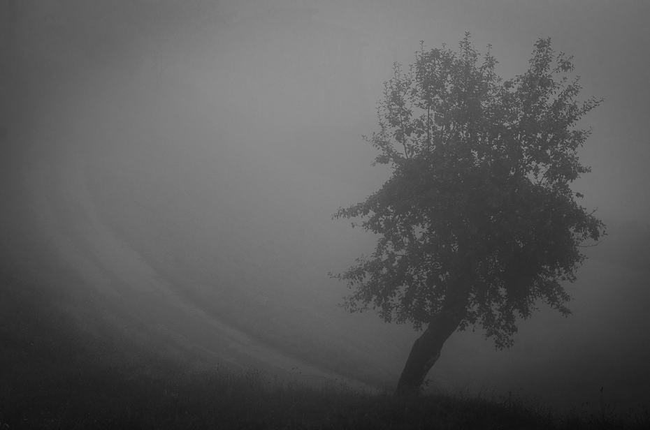  Samotne drzewo Toskania 0 Nikon D7000 AF-S Nikkor 70-200mm f/2.8G mgła czarny czarny i biały zamglenie atmosfera fotografia monochromatyczna roślina drzewiasta niebo ranek