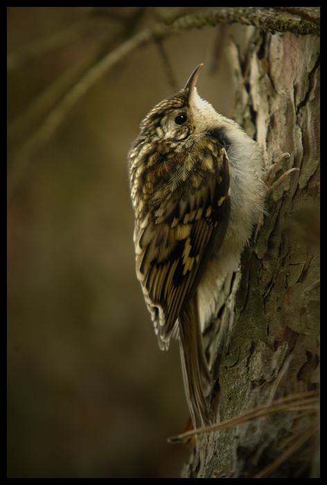 Pełzacz leśny Ptaki pełzacz ptaki Nikon D70 Sigma APO 100-300mm f/4 HSM Zwierzęta ptak fauna dziób sowa dzikiej przyrody ptak drapieżny organizm pióro skrzydło zbiory fotografii