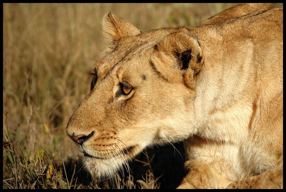  Lwica Przyroda lwica, kenia, lew Nikon D70 Sigma APO 50-500mm f/4-6.3 HSM Kenia 0 dzikiej przyrody Lew zwierzę lądowe fauna ssak pustynia masajski lew wąsy duże koty pysk