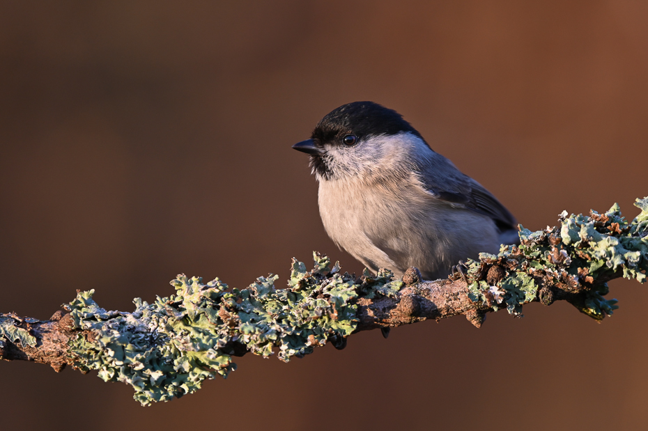  Czarnogłówka Ptaki sikorka czarnogłówka ptaki Nikon Sigma 150-600mm f/5-6.3 HSM Zwierzęta ptak fauna dziób dzikiej przyrody zięba ptak przysiadujący Gałązka chickadee Emberizidae gałąź