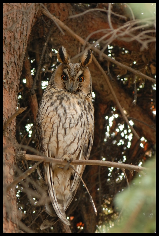  Sowa uszatka Ptaki sowa, owl Nikon D200 AF-S Micro-Nikkor 105mm f/2.8G IF-ED Zwierzęta sowa fauna ptak ptak drapieżny dzikiej przyrody dziób gałąź drzewo