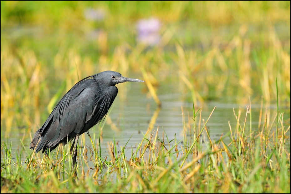  Czapla czarna Ptaki Nikon D300 Sigma APO 500mm f/4.5 DG/HSM Etiopia 0 ptak ekosystem fauna dziób dzikiej przyrody liść trawa organizm czapla rodzina traw