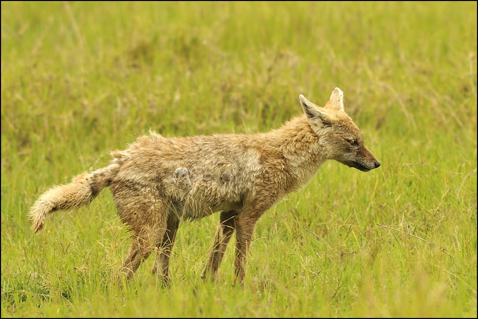  Szakal Zwierzęta Nikon D300 Sigma APO 500mm f/4.5 DG/HSM Tanzania 0 dzikiej przyrody szakal fauna ssak łąka kojot zwierzę lądowe lis trawa czerwony lis