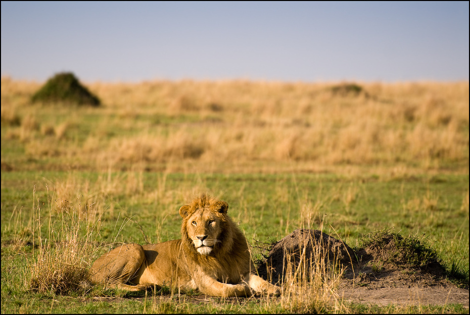  Lew Zwierzęta Nikon D200 AF-S Nikkor 70-200mm f/2.8G Kenia 0 dzikiej przyrody łąka ekosystem pustynia sawanna fauna masajski lew trawa safari