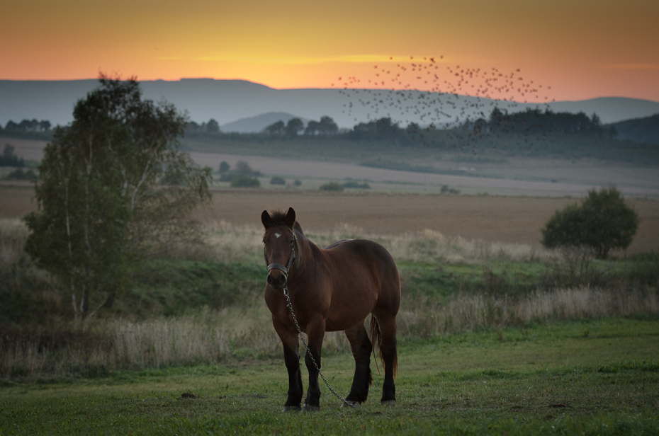  Koń pastwisku Trzebieszowice 0 Nikon D7000 AF-S Nikkor 70-200mm f/2.8G łąka koń pastwisko niebo ekosystem pasący się koń jak ssak pole trawa drzewo