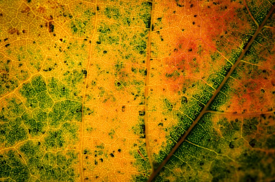 Jesienne liście Inne Nikon D7000 AF-S Micro Nikkor 60mm f/2.8G Makro żółty liść wegetacja tekstura fotografia makro tapeta komputerowa jesień trawa