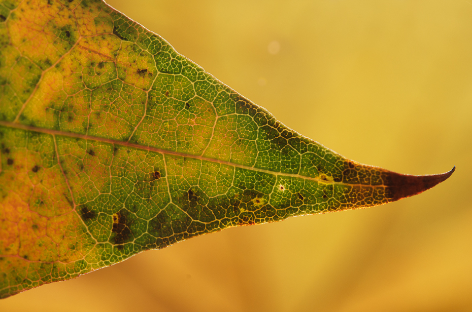  Jesienne liście Inne Nikon D7000 AF-S Micro Nikkor 60mm f/2.8G Makro liść wegetacja fotografia makro ścieśniać roślina woda wilgoć organizm patologia roślin