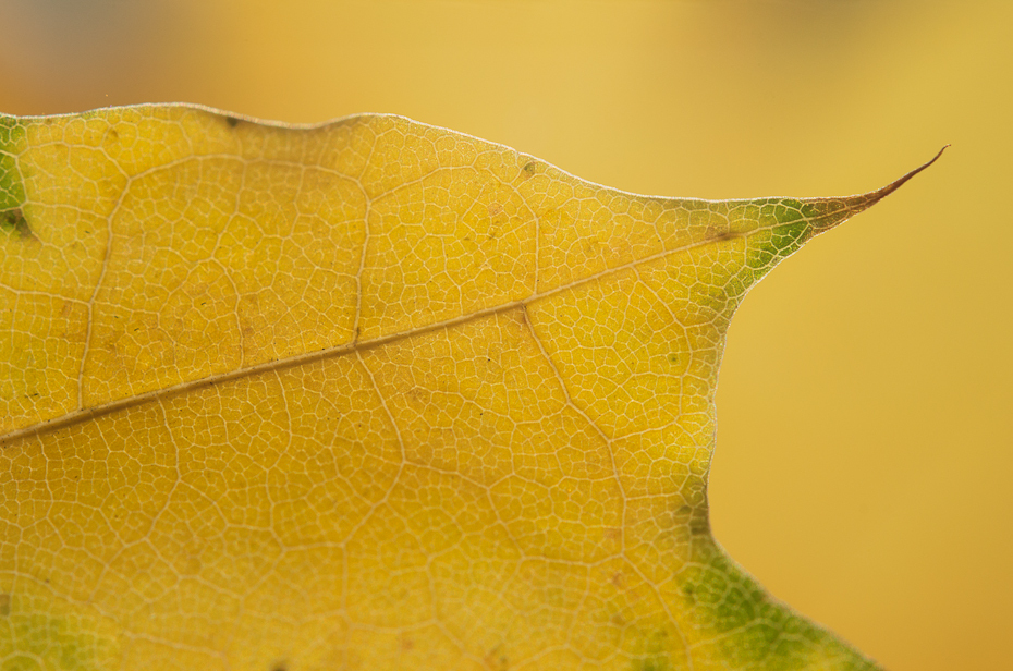  Jesienne liście Inne Nikon D7000 AF-S Micro Nikkor 60mm f/2.8G Makro liść żółty fotografia makro ścieśniać łodyga rośliny wilgoć martwa natura Gałązka