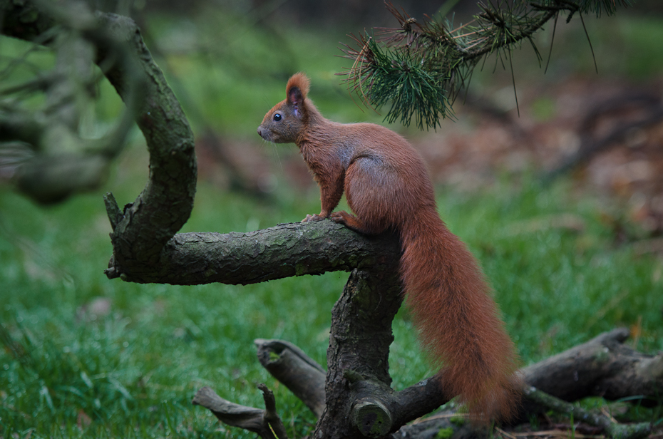  Wiewiórka Inne Nikon D7000 AF-S Nikkor 70-200mm f/2.8G Zwierzęta fauna ssak wiewiórka dzikiej przyrody lis wiewiórka zwierzę lądowe drzewo organizm gryzoń gałąź