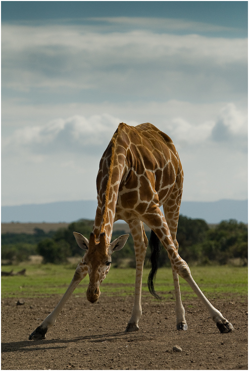 Pokłon Zwierzęta żyrafa Nikon D200 AF-S Nikkor 70-200mm f/2.8G Kenia 0 dzikiej przyrody żyrafy zwierzę lądowe łąka fauna sawanna Równina organizm trawa