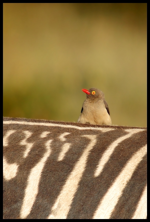  Zebra ptaki Przyroda zebra, kenia Nikon D70 Sigma APO 50-500mm f/4-6.3 HSM Kenia 0 fauna ptak dziób dzikiej przyrody ekosystem ścieśniać ranek pióro niebo skrzydło