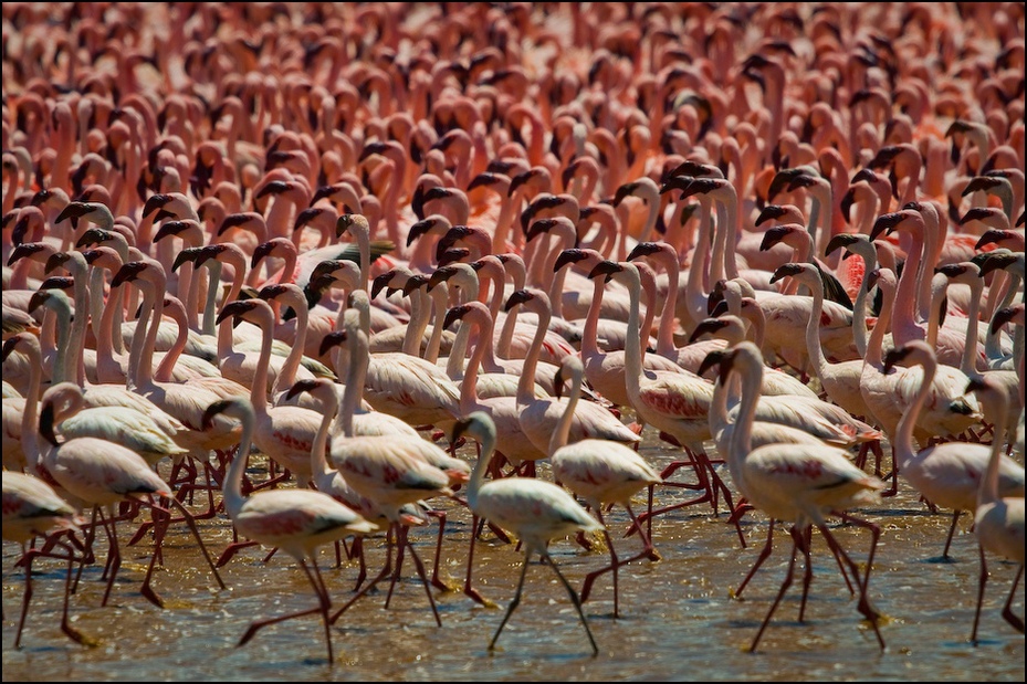  Flamingi jeziorze Bogoria Ptaki Nikon D300 Sigma APO 500mm f/4.5 DG/HSM Kenia 0 flaming wodny ptak dziób ptak dzikiej przyrody