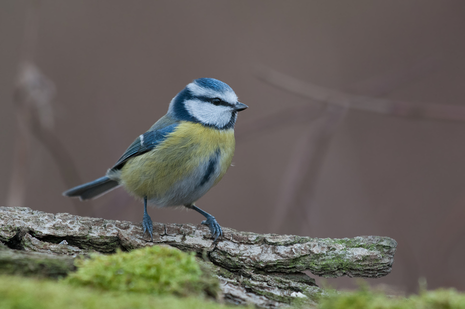  Modraszka Ptaki Nikon D300 Sigma APO 500mm f/4.5 DG/HSM Zwierzęta ptak fauna dziób dzikiej przyrody chickadee flycatcher starego świata pióro ptak przysiadujący zięba organizm