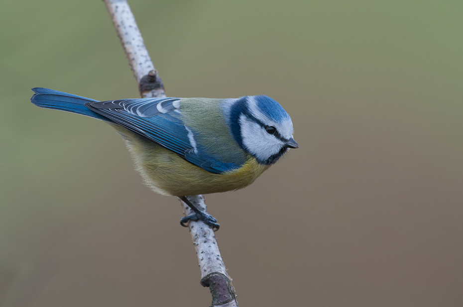  Modraszka Ptaki Nikon D300 Sigma APO 500mm f/4.5 DG/HSM Zwierzęta ptak dziób fauna pióro chickadee ptak przysiadujący strzyżyk dzikiej przyrody sójka ptak śpiewający