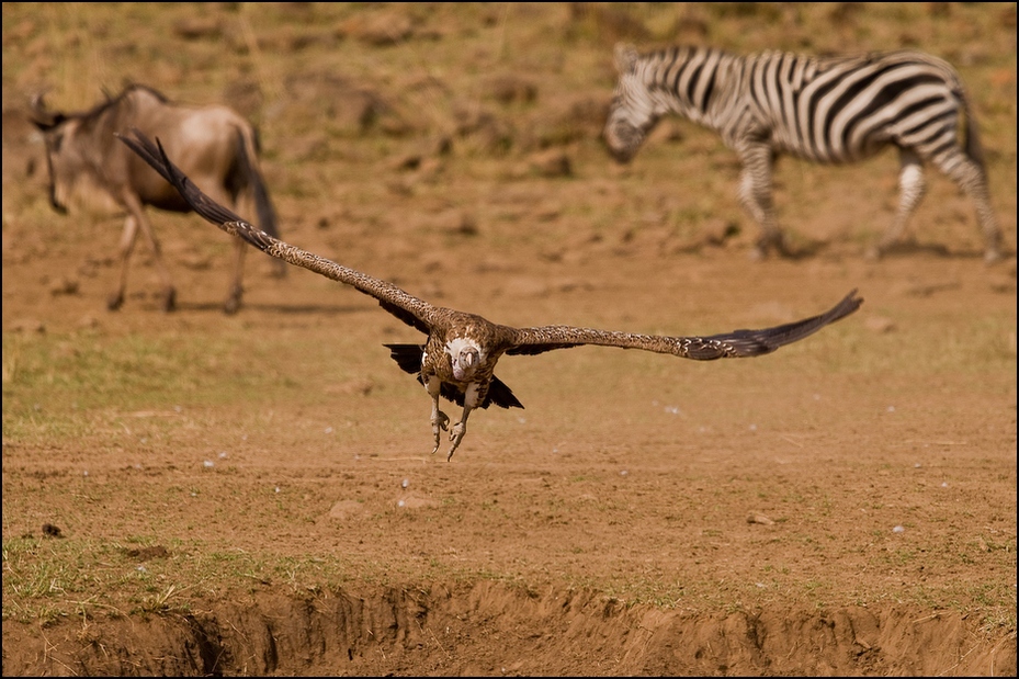  Sęp plamisty Ptaki sęp locie, zebra, antylopa Nikon D300 Sigma APO 500mm f/4.5 DG/HSM Kenia 0 dzikiej przyrody ekosystem fauna łąka zwierzę lądowe sawanna safari ecoregion trawa Równina