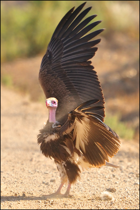  Ścierwnik brunatny Ptaki Nikon D300 Sigma APO 500mm f/4.5 DG/HSM Etiopia 0 fauna ptak dziób dzikiej przyrody pióro skrzydło ptak drapieżny