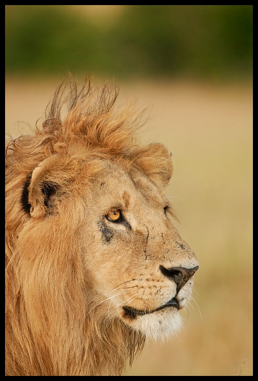  Lew Przyroda lew ssaki kenia lwy Nikon D200 Sigma APO 500mm f/4.5 DG/HSM Kenia 0 dzikiej przyrody włosy ssak fauna masajski lew grzywa zwierzę lądowe wąsy łąka