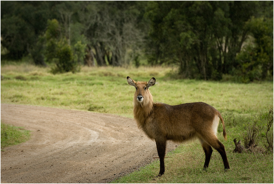  Kob śniady Zwierzęta Nikon D200 AF-S Nikkor 70-200mm f/2.8G Kenia 0 dzikiej przyrody fauna jeleń waterbuck trawa antylopa Park Narodowy pastwisko łąka
