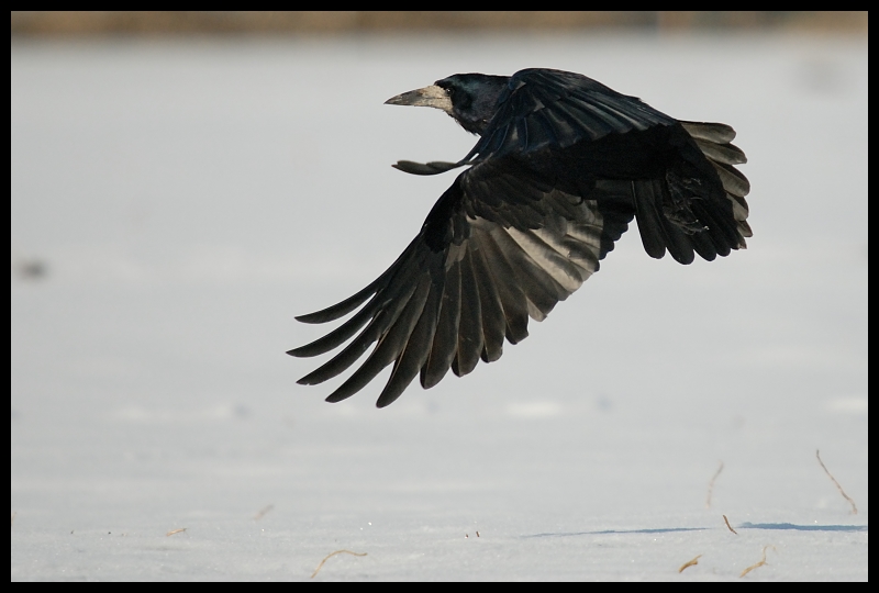  Gawron Ptaki gawron wrona ptaki Nikon D200 Sigma APO 50-500mm f/4-6.3 HSM Zwierzęta ptak fauna dziób pióro Wrona jak ptak dzikiej przyrody kruk wieża skrzydło