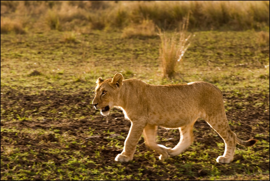  Młody lew poranku Zwierzęta Nikon D200 AF-S Nikkor 70-200mm f/2.8G Kenia 0 dzikiej przyrody Lew ssak fauna zwierzę lądowe masajski lew łąka trawa duże koty safari