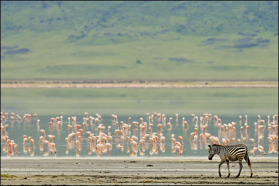  Jezioro kraterze Zwierzęta Nikon D300 Sigma APO 500mm f/4.5 DG/HSM Tanzania 0 niebo dzikiej przyrody Równina ecoregion łąka sawanna horyzont krajobraz migracja zwierząt trawa