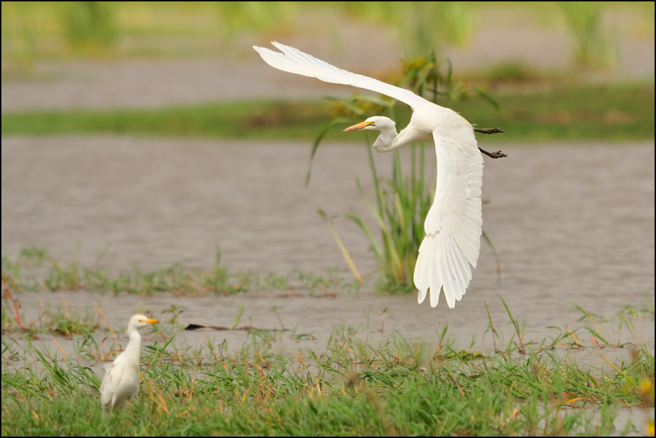  Czapla biała Ptaki Nikon D300 Sigma APO 500mm f/4.5 DG/HSM Etiopia 0 ptak dziób Wielka czapla fauna egret trawa dzikiej przyrody czapla ibis Ciconiiformes
