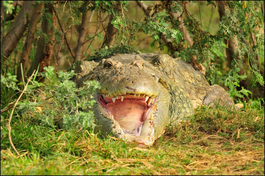  Krokodyl Zwierzęta Nikon D300 Sigma APO 500mm f/4.5 DG/HSM Etiopia 0 Crocodilia gad krokodyl ekosystem amerykański aligator aligator fauna zwierzę lądowe rezerwat przyrody krokodyl nilowy