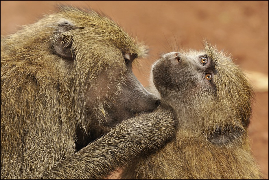  Wieczorna toaleta Zwierzęta Nikon D300 Sigma APO 500mm f/4.5 DG/HSM Tanzania 0 fauna ssak dzikiej przyrody pawian stary świat małpa pysk zwierzę lądowe prymas futro makak