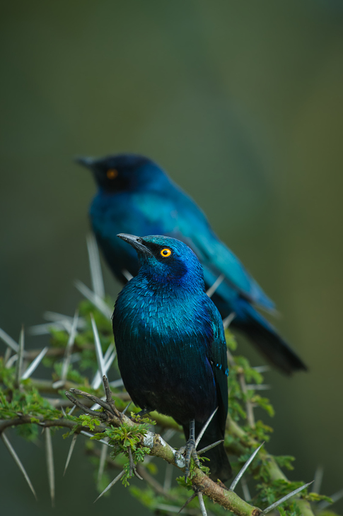  Błyszczak niebieskouchy Ptaki Nikon D300 Sigma APO 500mm f/4.5 DG/HSM Kenia 0 ptak dziób dzikiej przyrody fauna organizm niebieski ptak skrzydło pióro ptak przysiadujący