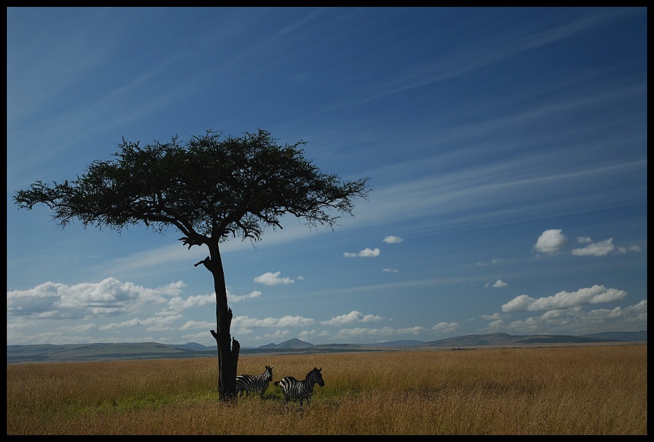  Zebry #19 Przyroda zebra ssaki kenia masai mara Nikon D70 AF-S Zoom-Nikkor 18-70mm f/3.5-4.5G IF-ED Kenia 0 niebo łąka sawanna ekosystem drzewo Chmura roślina drzewiasta Równina preria pole
