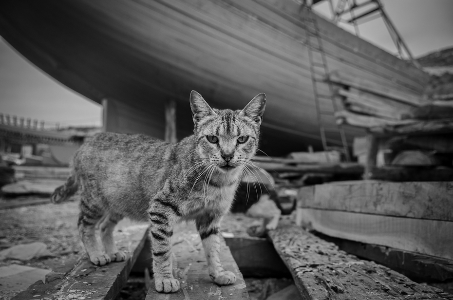  Stoczniowy kot Port Agadir Nikon D7000 AF-S Zoom-Nikkor 17-55mm f/2.8G IF-ED Maroko 0 czarny i biały ssak fotografia monochromatyczna małe i średnie koty fotografia migawka monochromia kot jak ssak wąsy