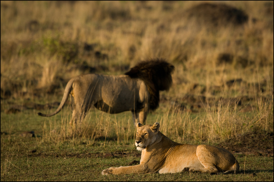  Lwy Zwierzęta Nikon D300 Sigma APO 500mm f/4.5 DG/HSM Kenia 0 dzikiej przyrody Lew fauna ssak zwierzę lądowe masajski lew pustynia łąka trawa sawanna