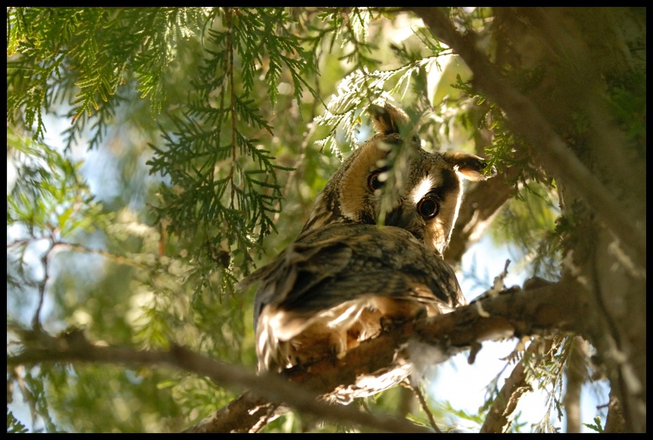  Sowa uszatka Ptaki sowa, owl Nikon D200 Sigma APO 100-300mm f/4 HSM Zwierzęta fauna ptak drzewo dzikiej przyrody ekosystem gałąź dziób lesisty teren dżungla stary las wzrostu