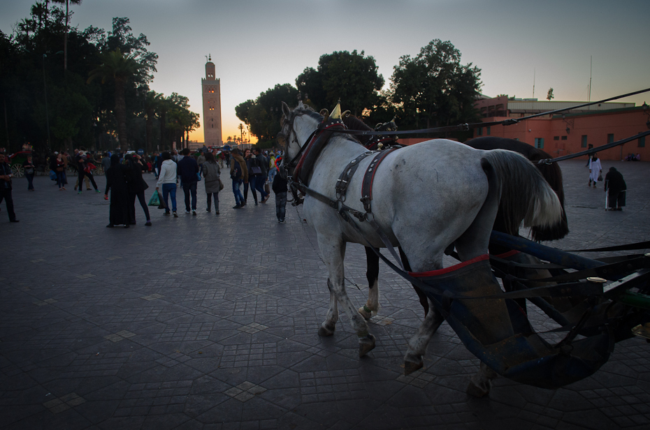  Plac Jemaa Fna Marrakesz Nikon D7000 AF-S Zoom-Nikkor 17-55mm f/2.8G IF-ED Maroko 0 koń kręgowiec koń jak ssak niebo drzewo ulica wieczór noc zimowy