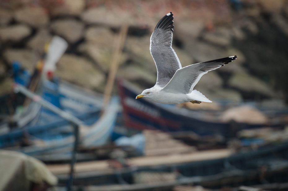  Mewa porcie Port Agadir Nikon D7000 AF-S Nikkor 70-200mm f/2.8G Maroko 0 ptak fauna europejska mewa srebrzysta ptak morski dziób frajer niebo woda charadriiformes skrzydło
