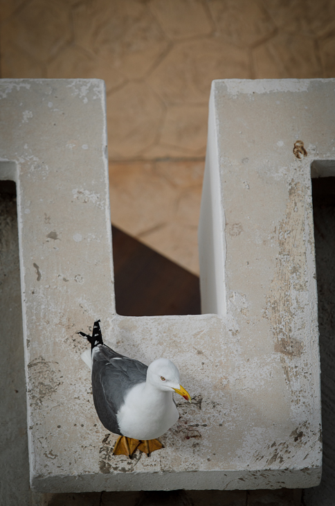  Mewa mieście Agadir Nikon D7000 AF-S Nikkor 70-200mm f/2.8G Maroko 0 Ściana ptak drewno dziób wodny ptak