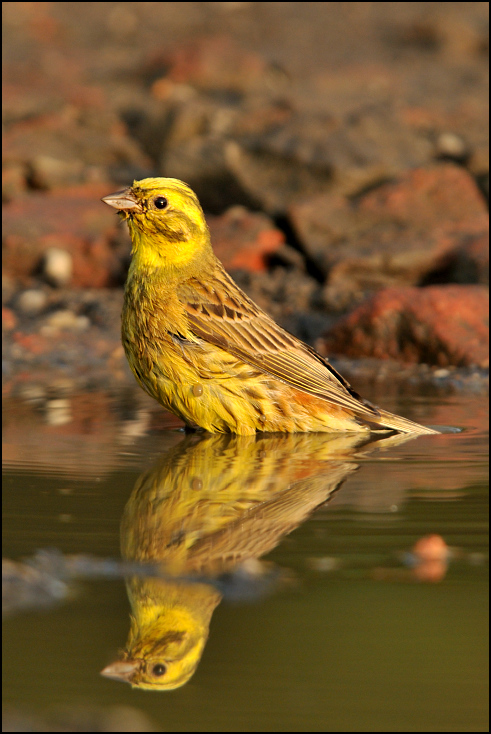  Trznadel Ptaki Nikon D300 Sigma APO 500mm f/4.5 DG/HSM Zwierzęta ptak żółty fauna dziób dzikiej przyrody zięba organizm piciformes pióro ptak przysiadujący