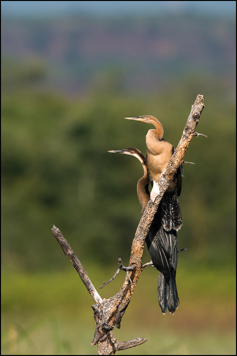  Wężówka afrykańska Ptaki Nikon D300 Sigma APO 500mm f/4.5 DG/HSM Kenia 0 ptak fauna dziób dzikiej przyrody gałąź trawa coraciiformes drzewo Gałązka