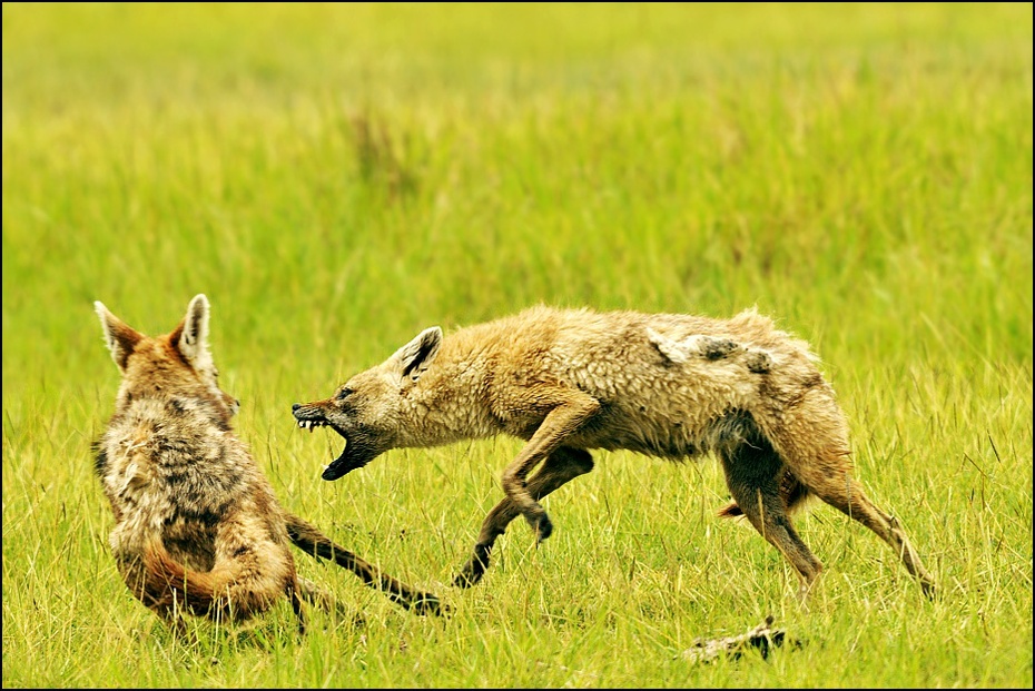  Szakale Zwierzęta Nikon D300 Sigma APO 500mm f/4.5 DG/HSM Tanzania 0 szakal łąka dzikiej przyrody ssak fauna ekosystem trawa preria kojot zwierzę lądowe