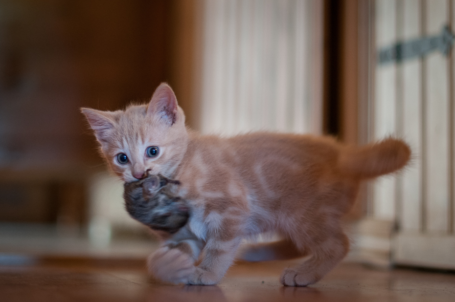  Mysz! Kotki Nikon D300 AF-S Nikkor 50mm f/1.4G Szwecja 0 kot ssak małe i średnie koty kot jak ssak kręgowiec wąsy kotek kot domowy o krótkich włosach carnivoran australijska mgła