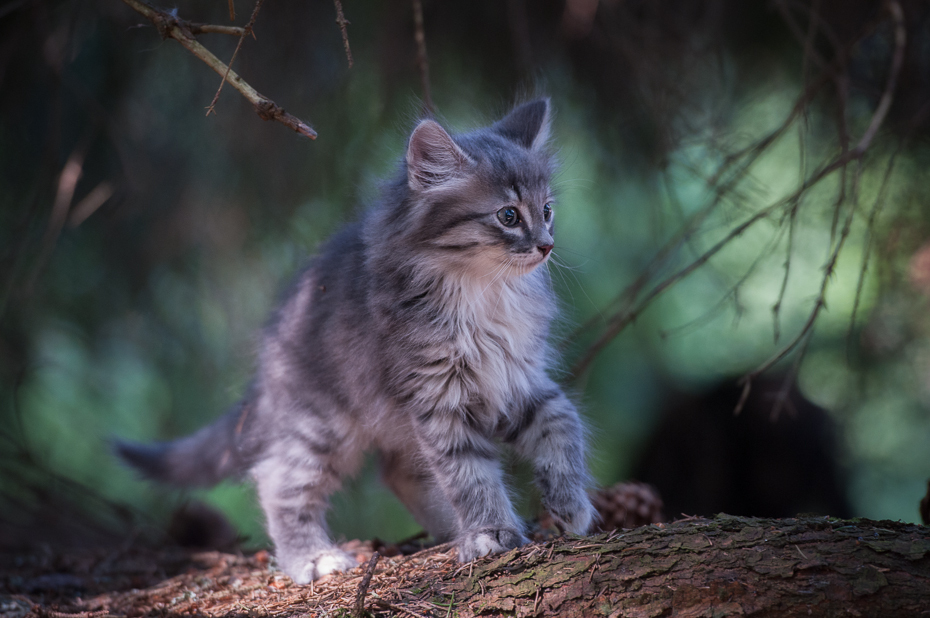  Leśny kot Kotki Nikon D300 AF-S Nikkor 70-200mm f/2.8G Szwecja 0 wąsy ssak małe i średnie koty fauna dziki kot kot jak ssak dzikiej przyrody kot norweski leśny maine coon