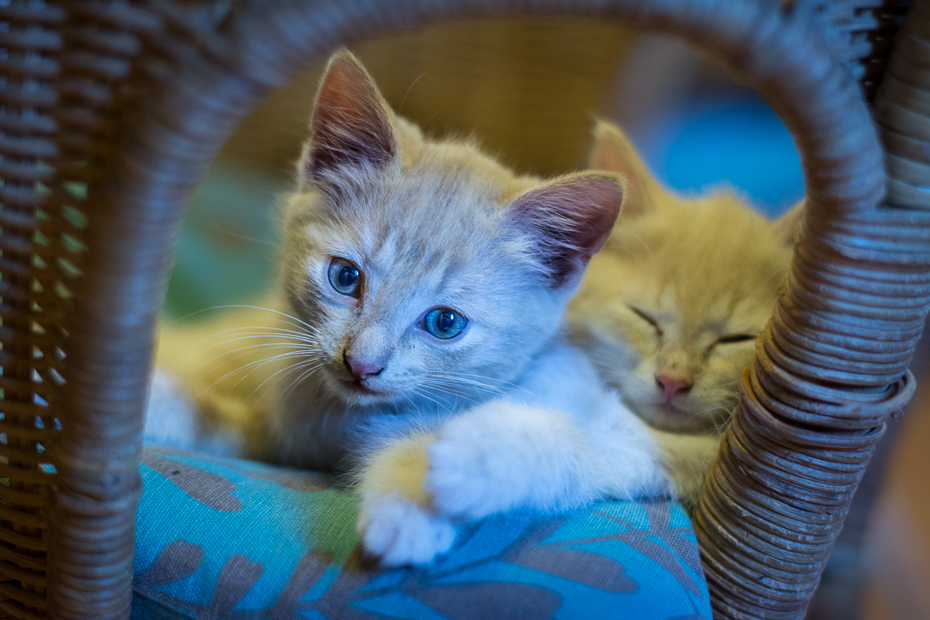  krześle Kotki Nikon D7100 AF-S Nikkor 50mm f/1.4G Szwecja 0 kot wąsy małe i średnie koty kotek fauna kot jak ssak oko szmaciana lalka kot domowy o krótkich włosach carnivoran