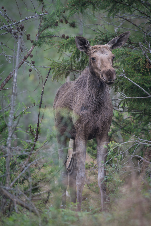  Młody łoś Łoś Nikon D7100 AF-S Nikkor 70-200mm f/2.8G Szwecja 0 dzikiej przyrody fauna pustynia Park Narodowy trawa zwierzę lądowe drzewo pysk lesisty teren