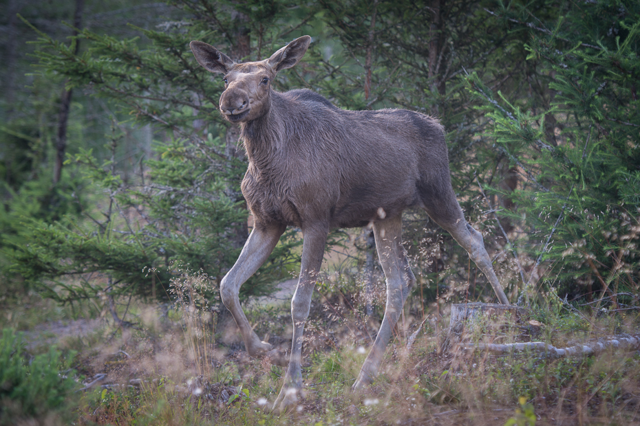  Młody łoś Łoś Nikon D7100 AF-S Nikkor 70-200mm f/2.8G Szwecja 0 dzikiej przyrody fauna pustynia Park Narodowy zwierzę lądowe trawa lesisty teren drzewo las